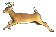 biche
